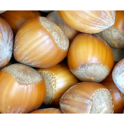 noisette bio de Roiveau