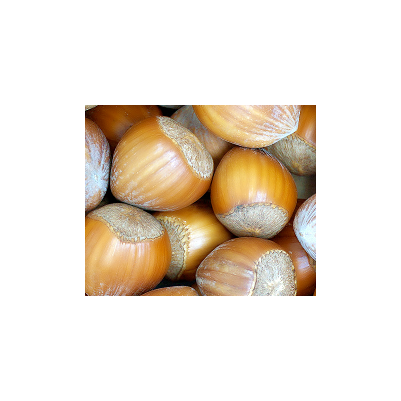 noisette bio de Roiveau