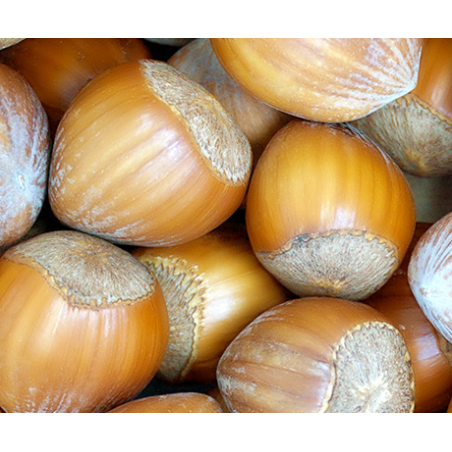 noisette bio de Roiveau