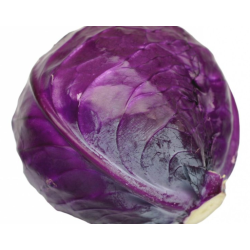 chous rouge Bio de Roiveau