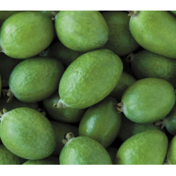 A La Main Verte/feijoe 1kg