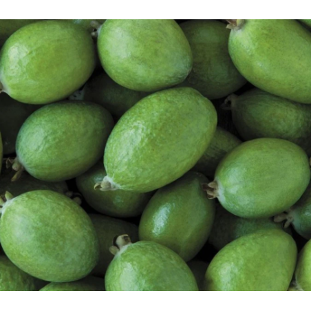 A La Main Verte/feijoe 1kg