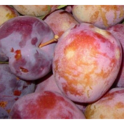 A La Main Verte/ Confiture de Reine-Claude pourpre