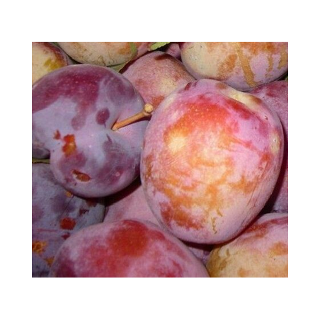 A La Main Verte/ Confiture de Reine-Claude pourpre