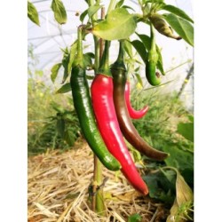 Sel au piment de Cayenne