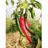 Sel au piment de Cayenne