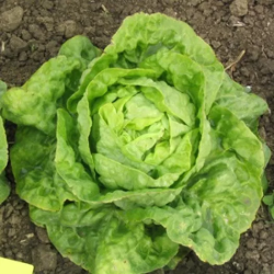 salade BIO de roiveau