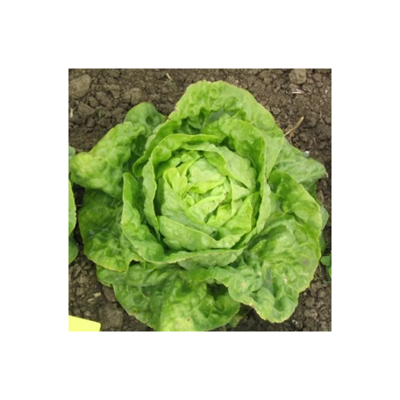 salade BIO de roiveau
