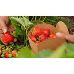 fraises BIO de Roiveau