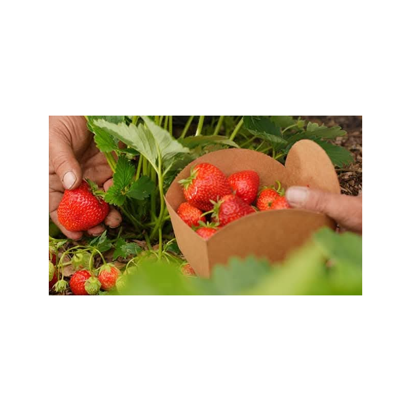fraises BIO de Roiveau