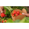 fraises BIO de Roiveau