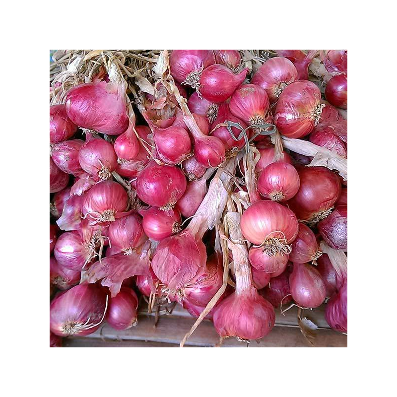 oignons rouges Bio de Roiveau