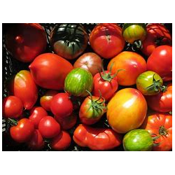 Tomates Bio de Roiveau