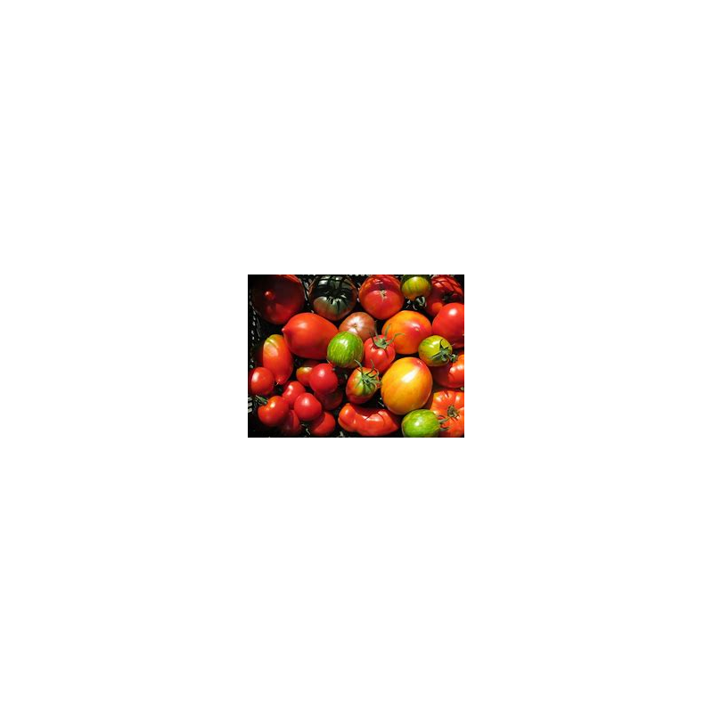 Tomates Bio de Roiveau