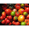 Tomates Bio de Roiveau