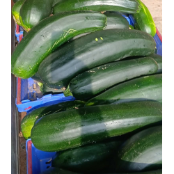 courgette geantes Bio de...
