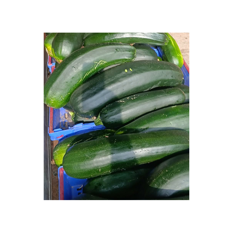 courgette geantes Bio de Roiveau
