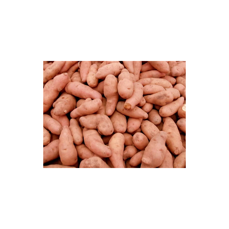 Pdt corne de gattes BIO de roiveau