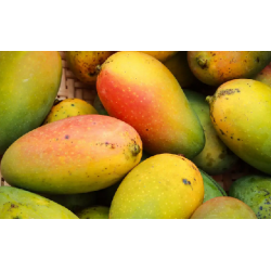 A La Main Verte/ Mangue 1kg