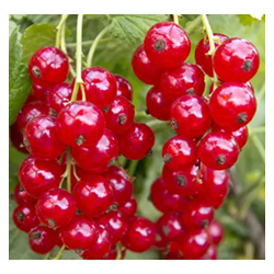 Gelée de groseilles rouges