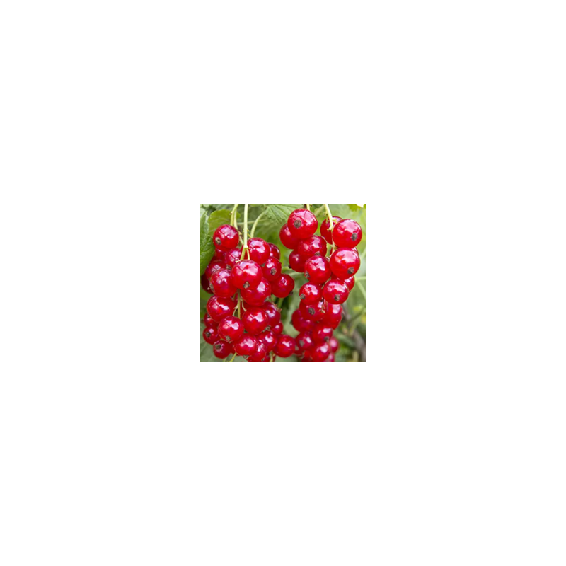 Gelée de groseilles rouges