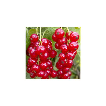Gelée de groseilles rouges