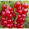 Gelée de groseilles rouges