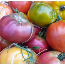 Tomates diverses ( 1kg )
