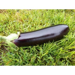 Aubergine (500gr)