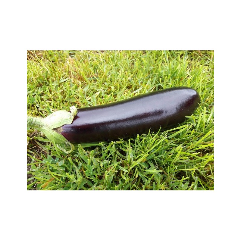 Aubergine (500gr)
