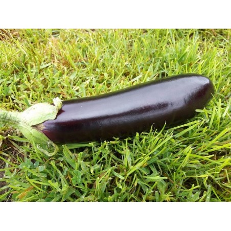 Aubergine (500gr)