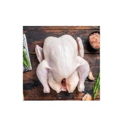 Poule