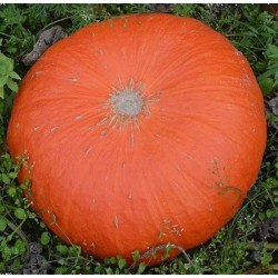 Potiron (1kg)