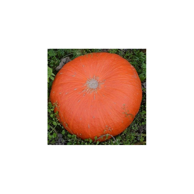 Potiron (1kg)