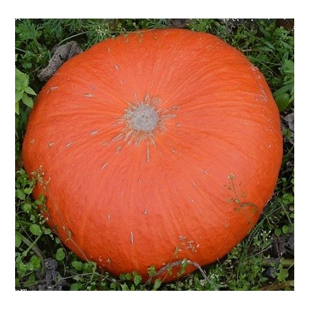 Potiron (1kg)