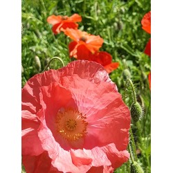 Gelée de Coquelicot (230gr)