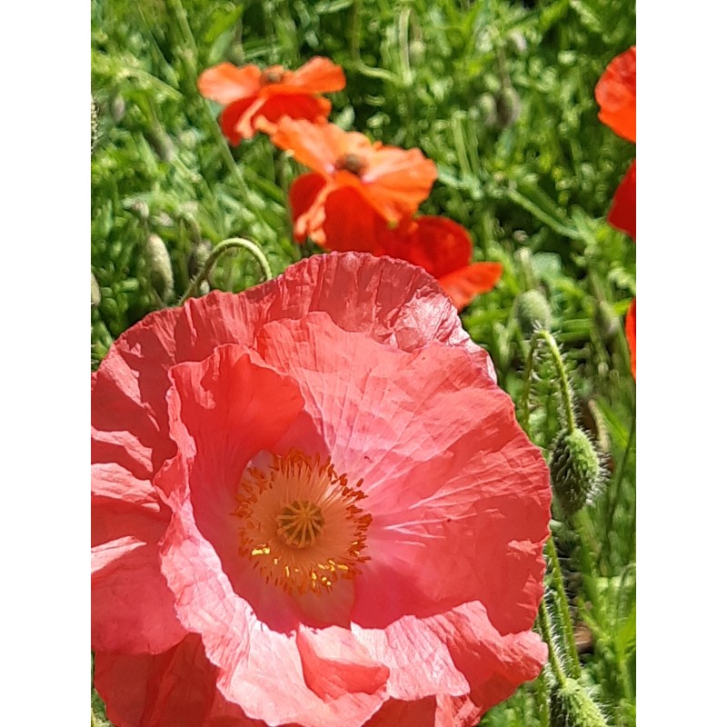 Gelée de Coquelicot (230gr)