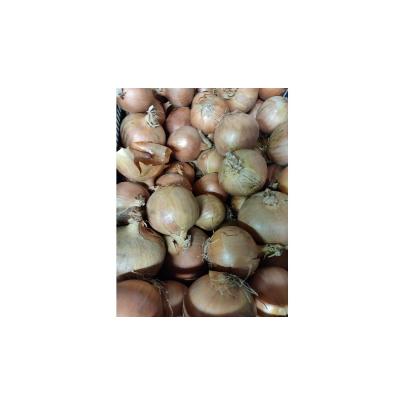 Oignons jaunes BIO de Roiveau