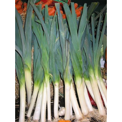 poireaux Bio de Roiveau