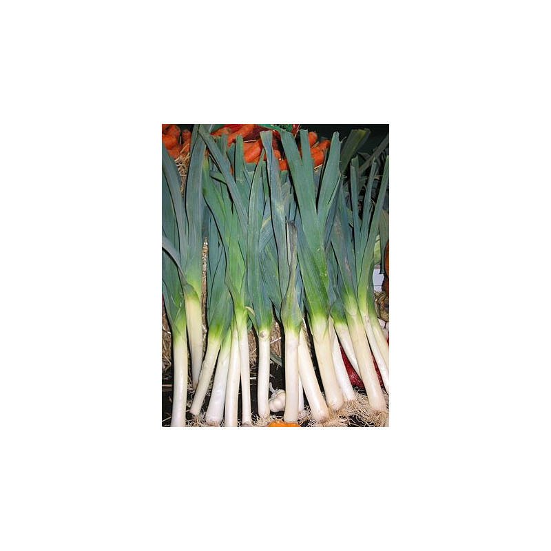 poireaux Bio de Roiveau