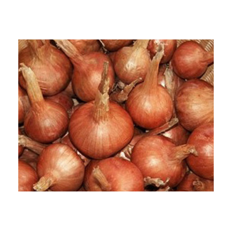 échalottes BIO de Roiveau