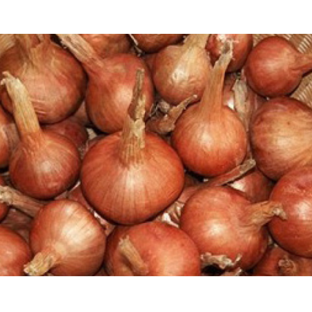 échalottes BIO de Roiveau