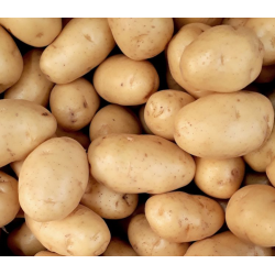 pomme de terre Bio de Roiveau