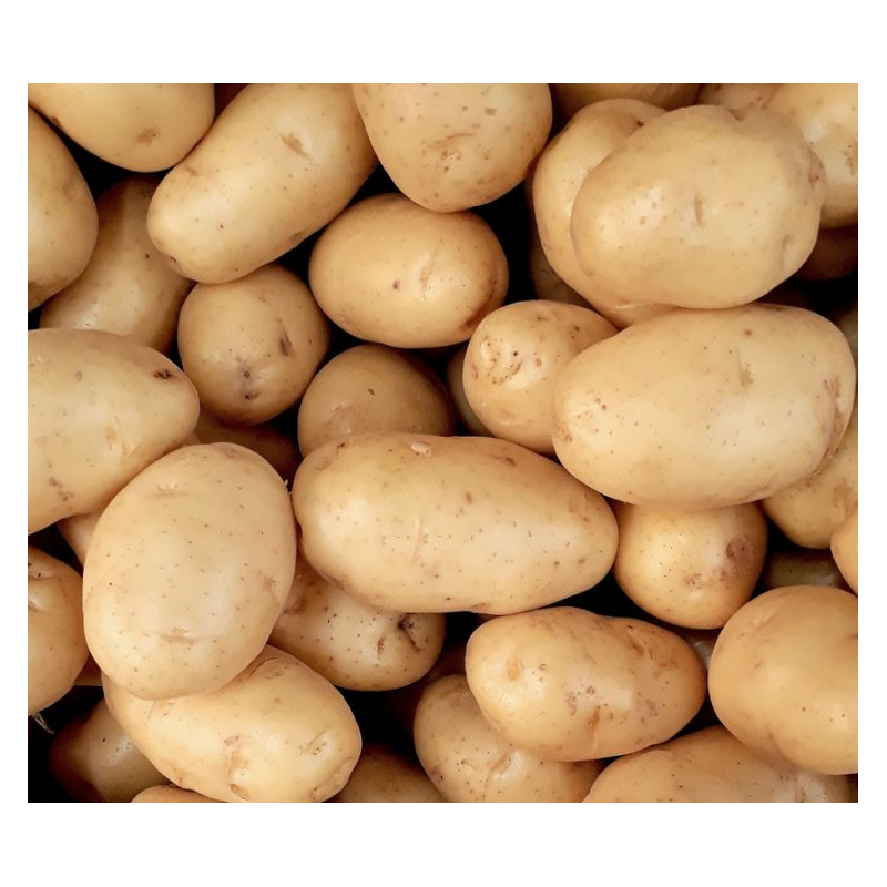 pomme de terre Bio de Roiveau