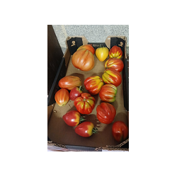 Tomates Bio  de Roiveau pour coulis