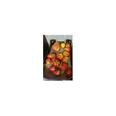 Tomates Bio  de Roiveau pour coulis