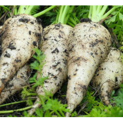 carottes blanches Bio de Roiveau