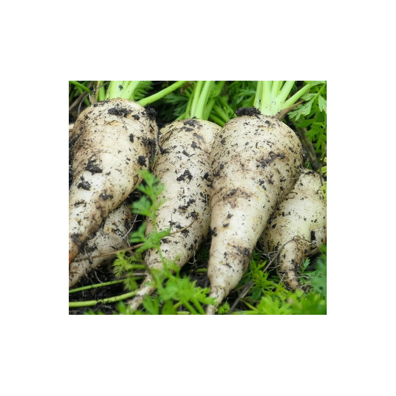 carottes blanches Bio de Roiveau