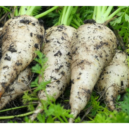 carottes blanches Bio de Roiveau