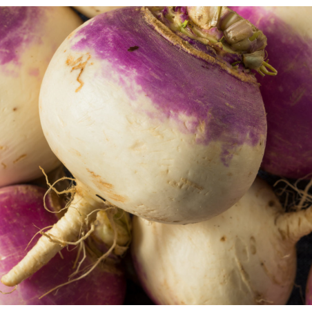 navet rouge Bio de Roiveau